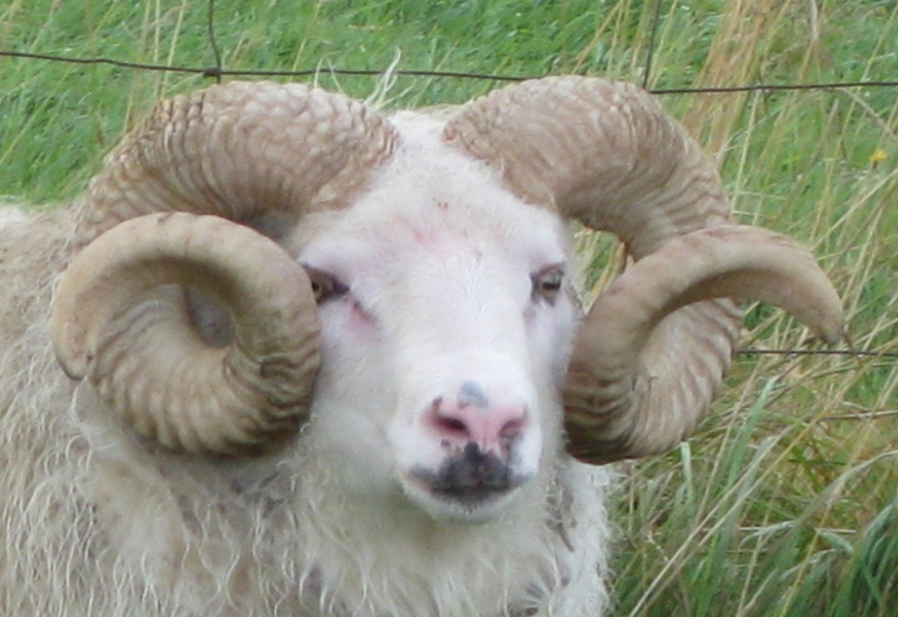 Hrútar tilnefnd LUX Film Prize