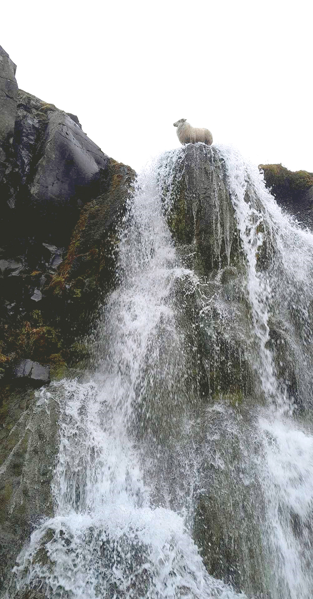 Hrútur á Þverhamri