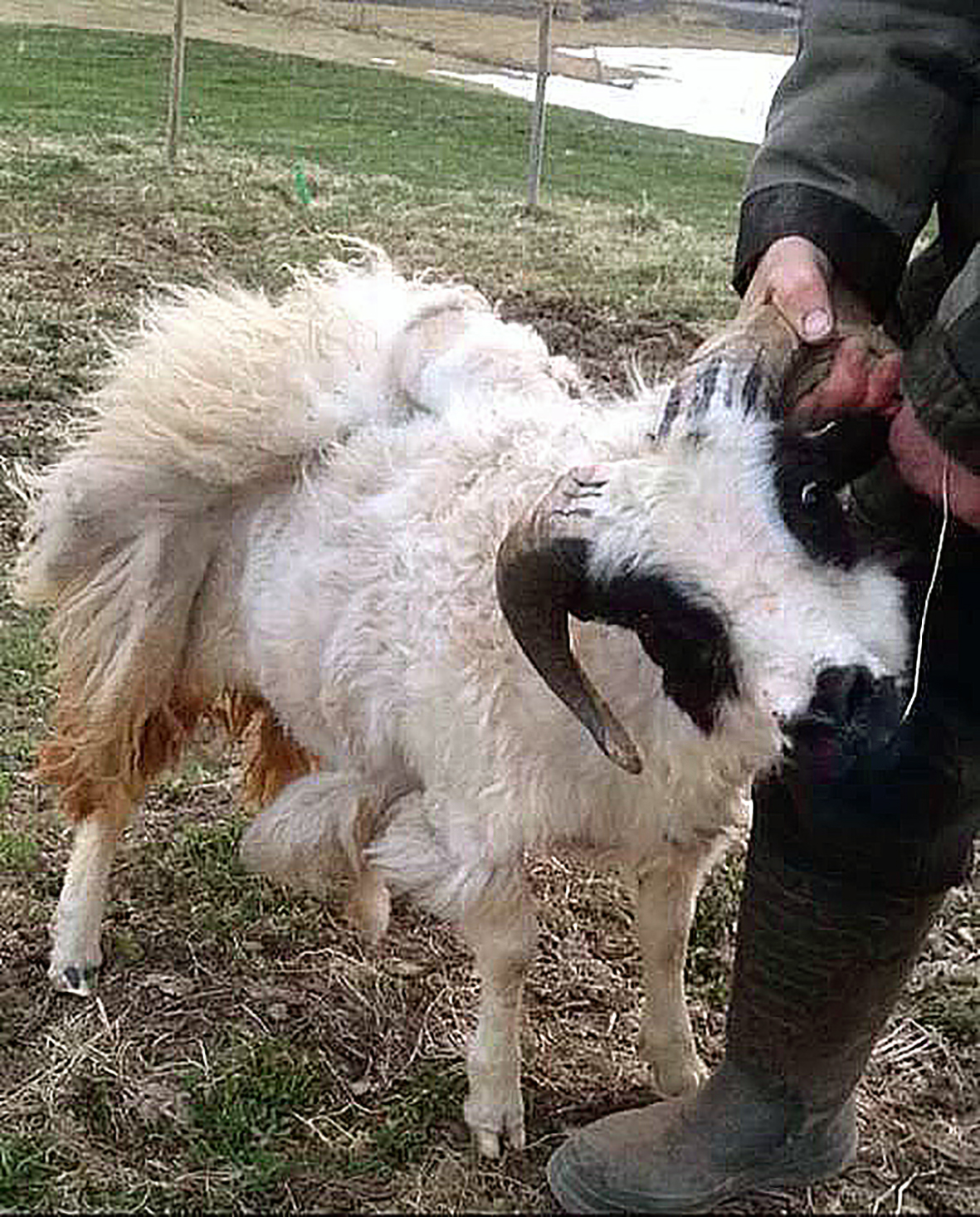 Lifði af harða útivist í Gljúfurárgili í vetur