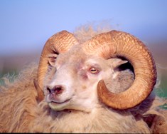 Opnað fyrir umsóknir um fjárfestingastuðning í sauðfjárrækt 