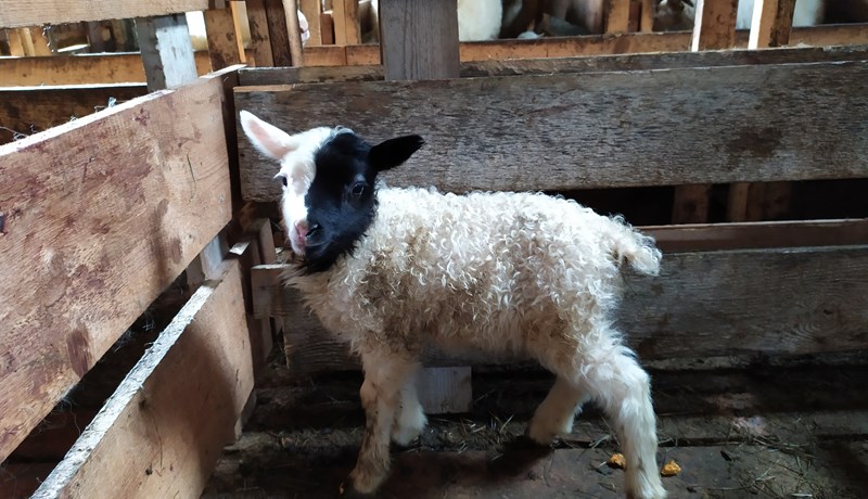 Lúðóttur hrútur á bænum Sporði