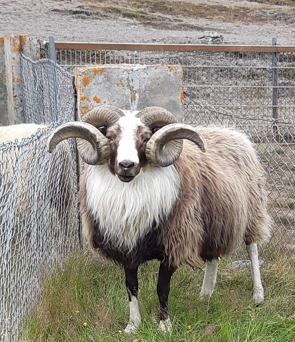 Kjassgefinn forystuhrútur 