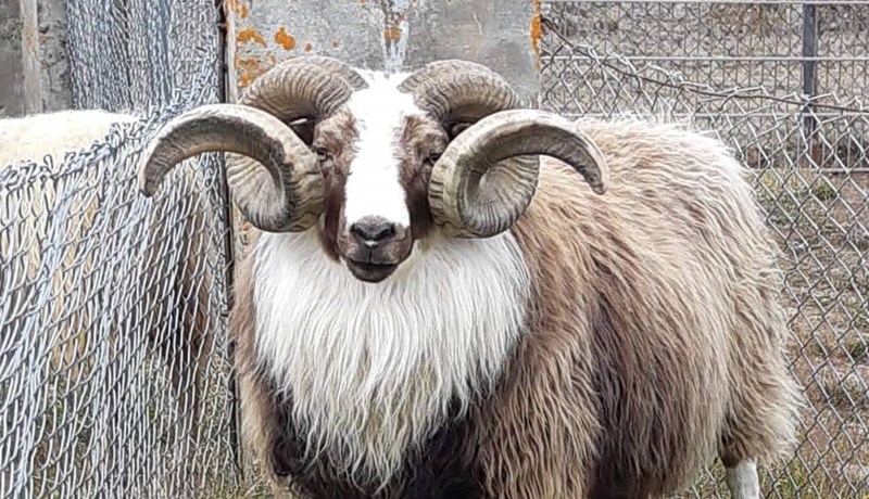 Kjassgefinn forystuhrútur