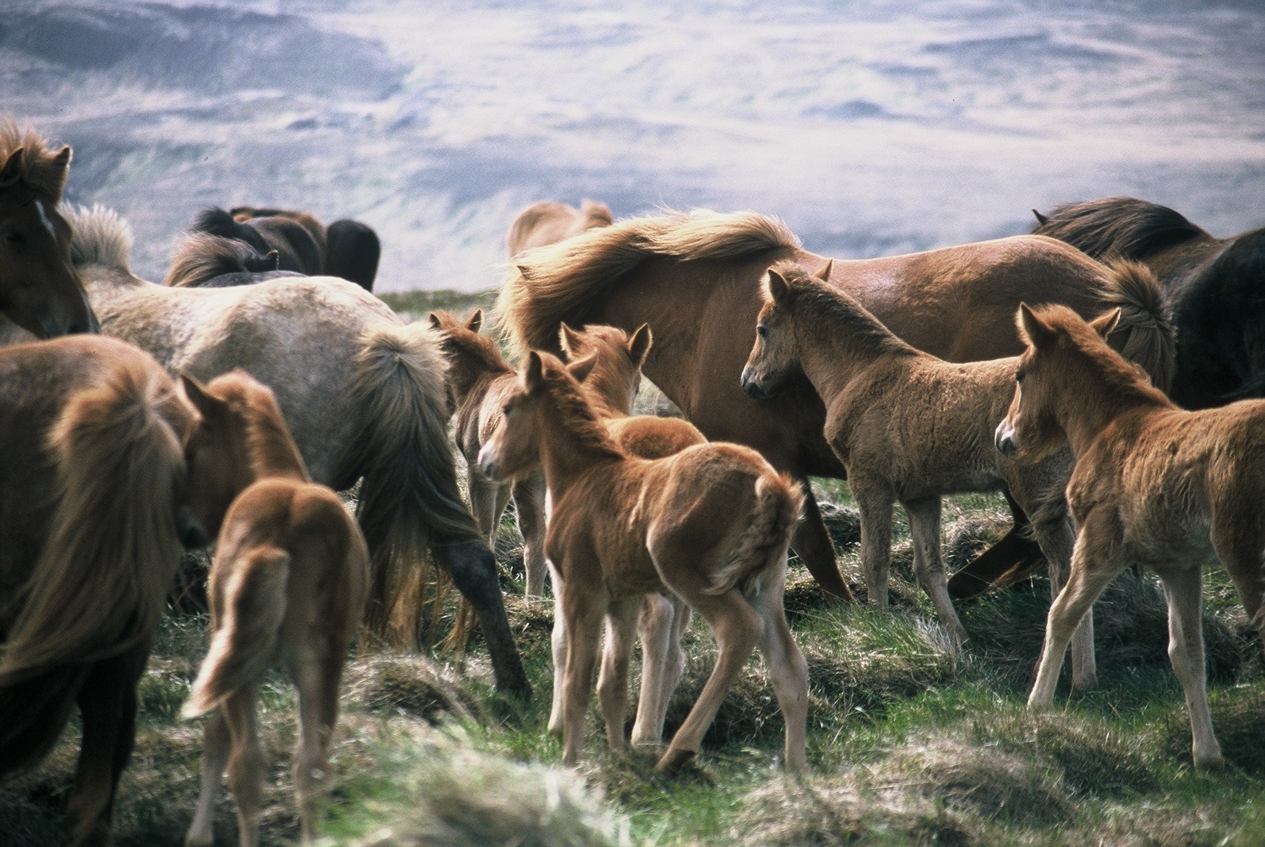 Áhyggjur af óreyndum dýralæknum