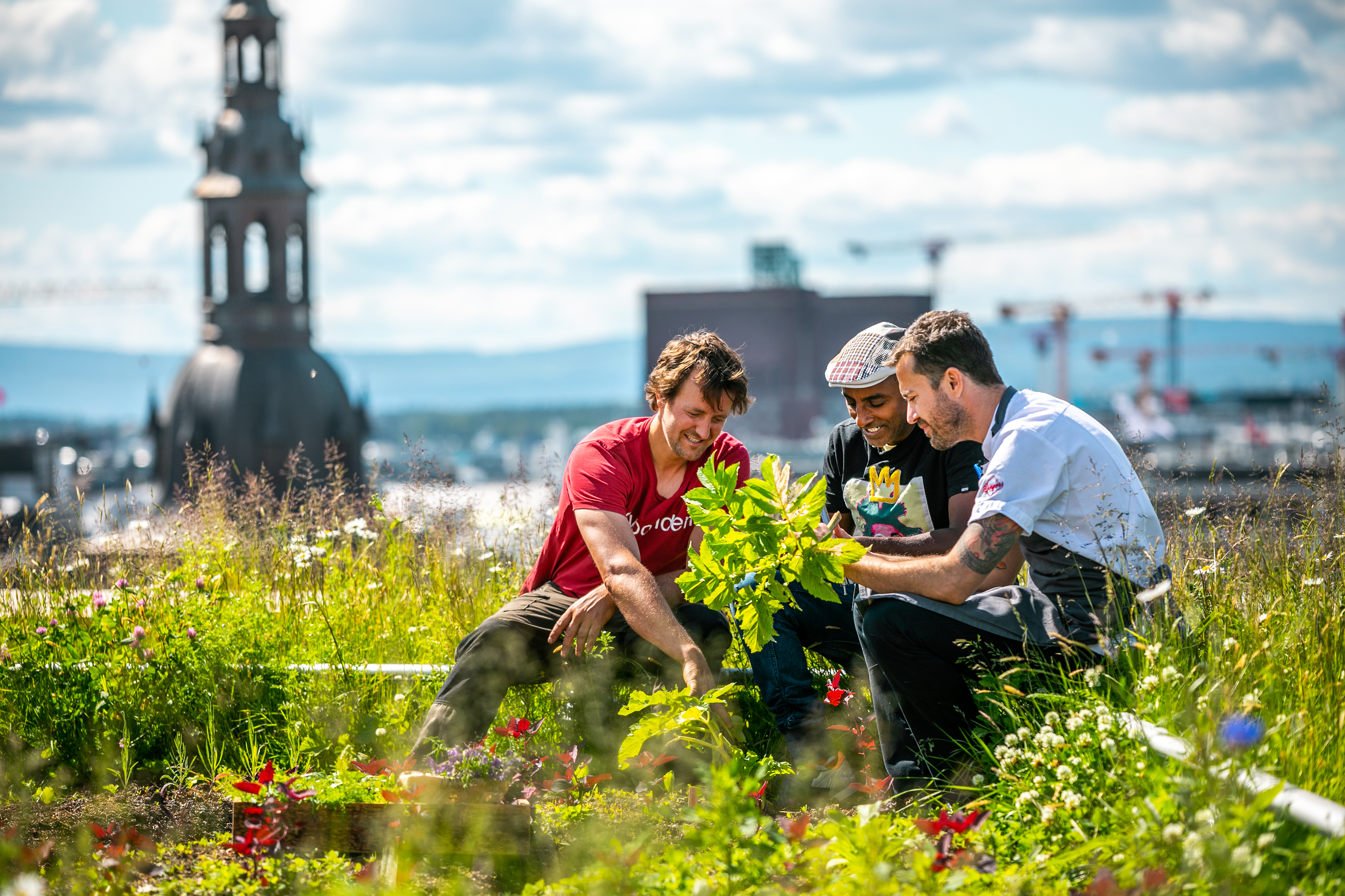Hótelkeðja ræktar matvæli á húsþaki í miðborg Oslóar