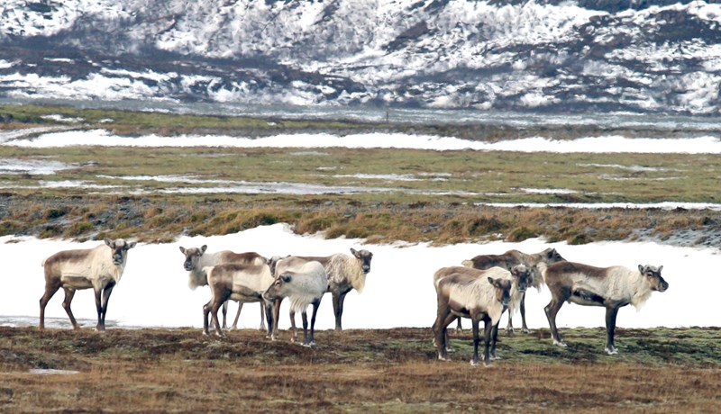 Hreindýr á Íslandi í tæp 250 ár