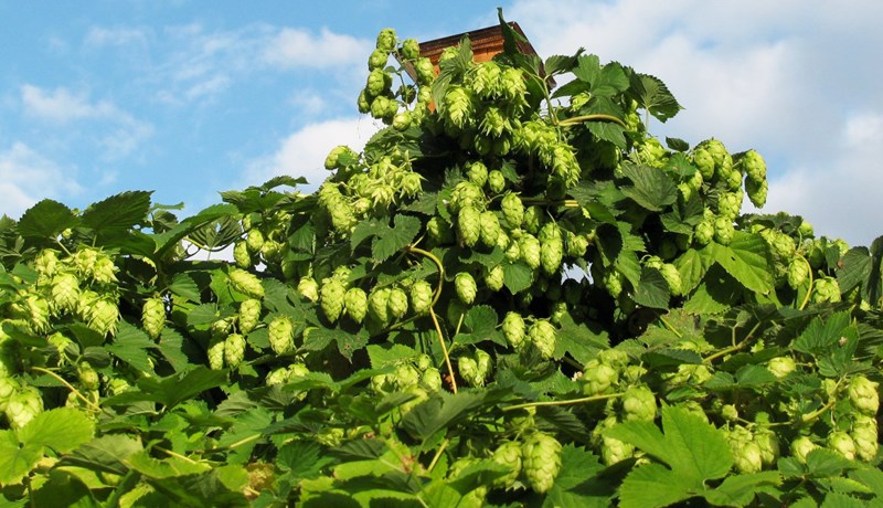 Humall – sálin í bjórnum