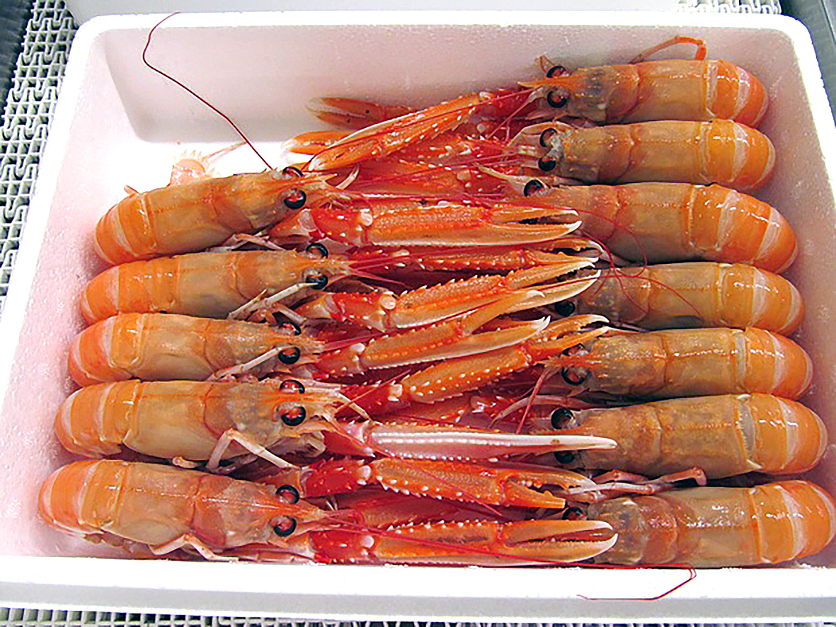 Ráðgátan um humarstofninn