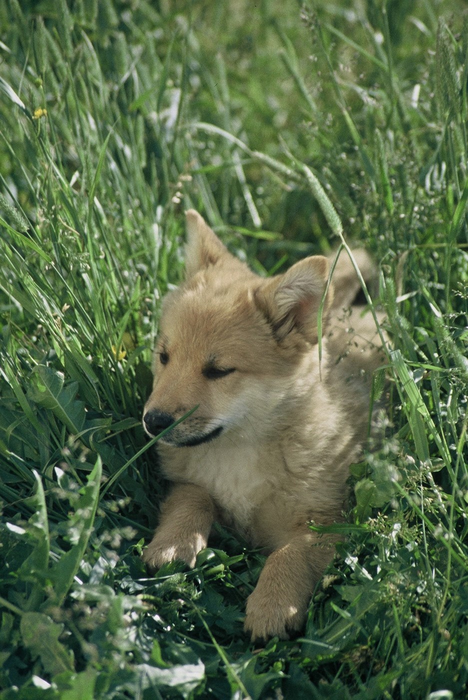 Hundakórónaveirur líkleg orsök smitandi hundahósta