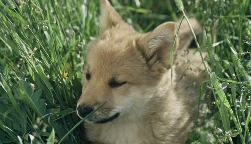 Hundakórónaveirur líkleg orsök smitandi hundahósta