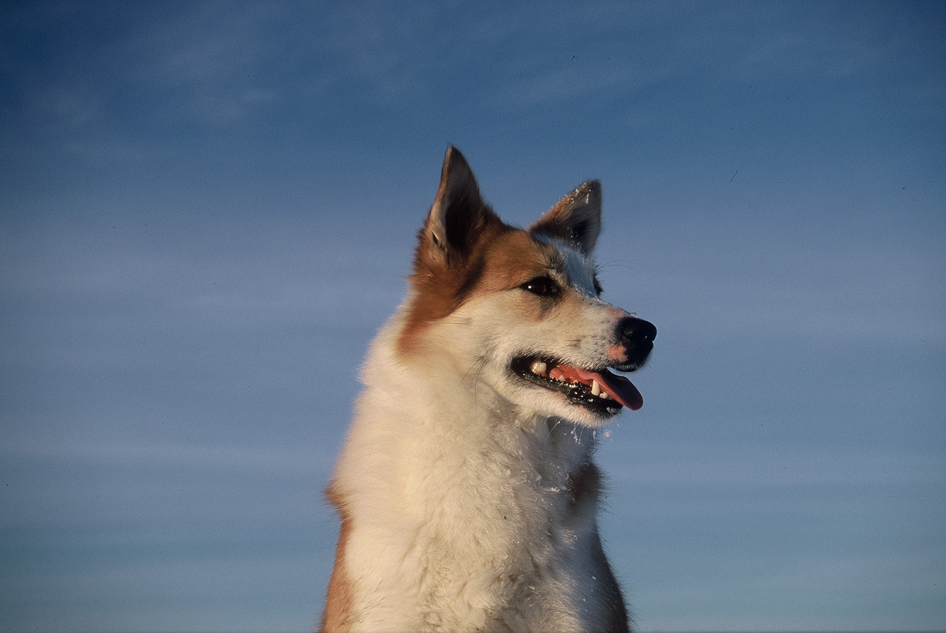 Starfsemi Hundaræktarinnar í Dalsmynni stöðvuð