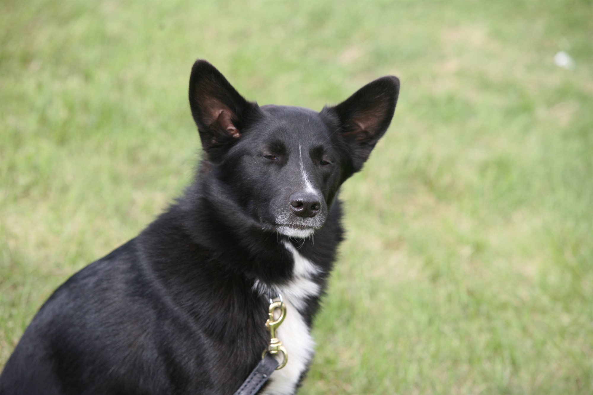 Öndunarfærasýking í hundum