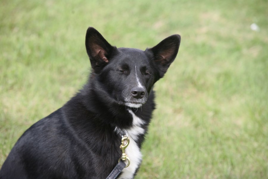 Öndunarfærasýking í hundum