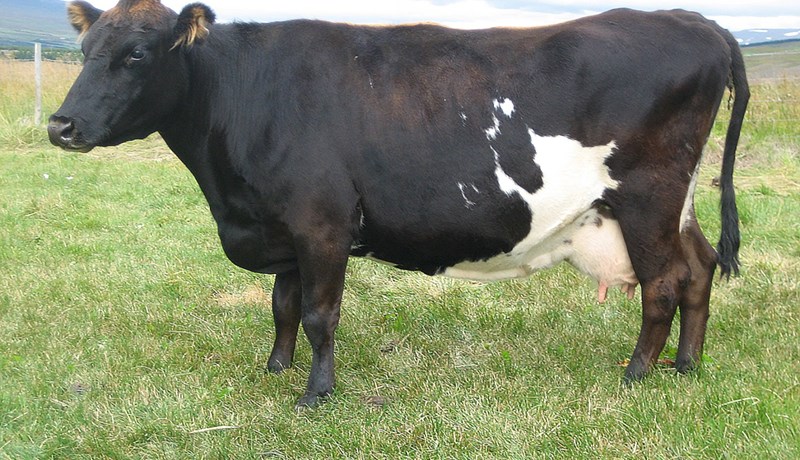 Baulaðu nú, Búkolla mín