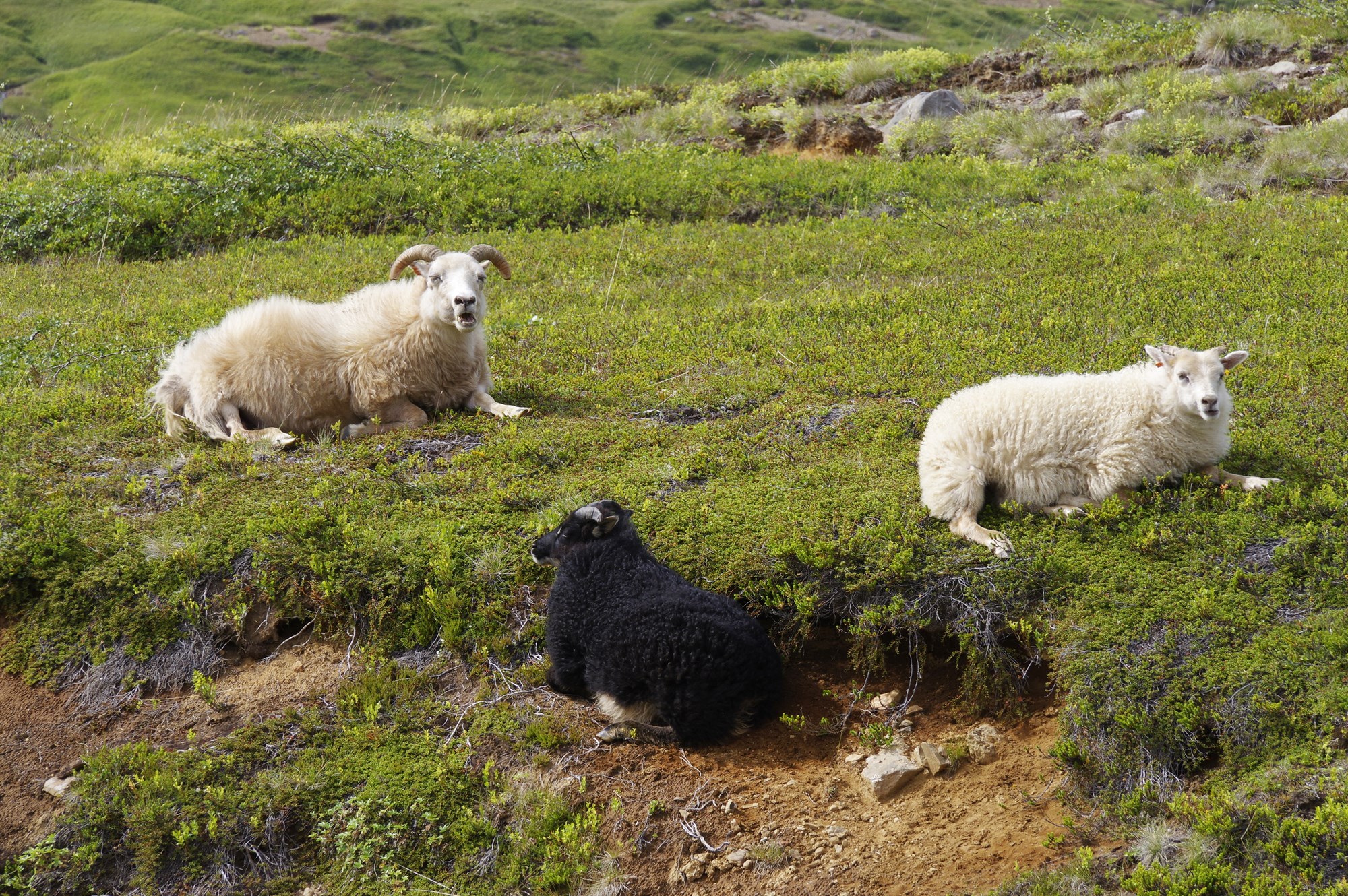 Framleiðsla og sala á kindakjöti árið 2020