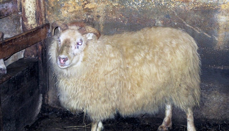 Hvellhetta 07-005 í Norðurhlíð