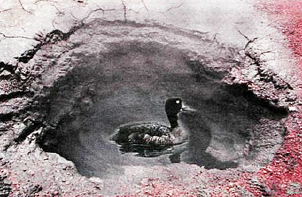 Hvernig bragðast hverafuglar?