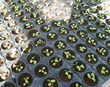 Umhirða skógarplantna sem bíða gróðursetningar 
