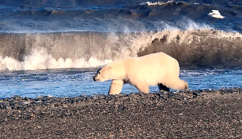 Safnar frásögnum um ísbirni