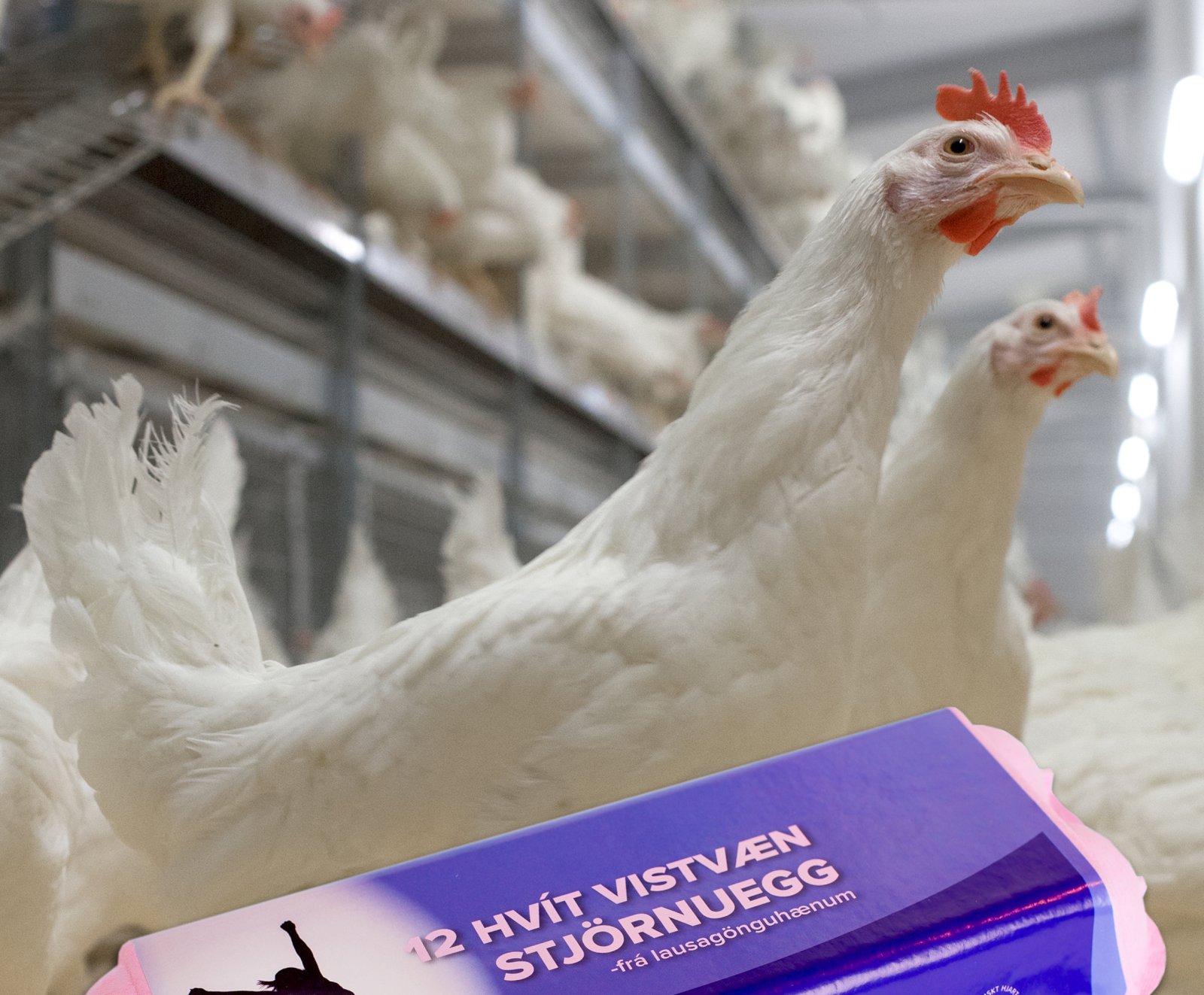 Eingöngu með óerfðabreytt fóður