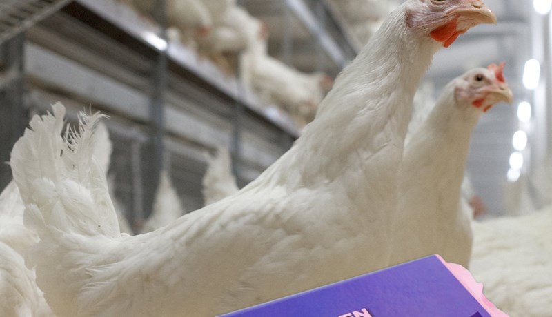 Eingöngu með óerfðabreytt fóður