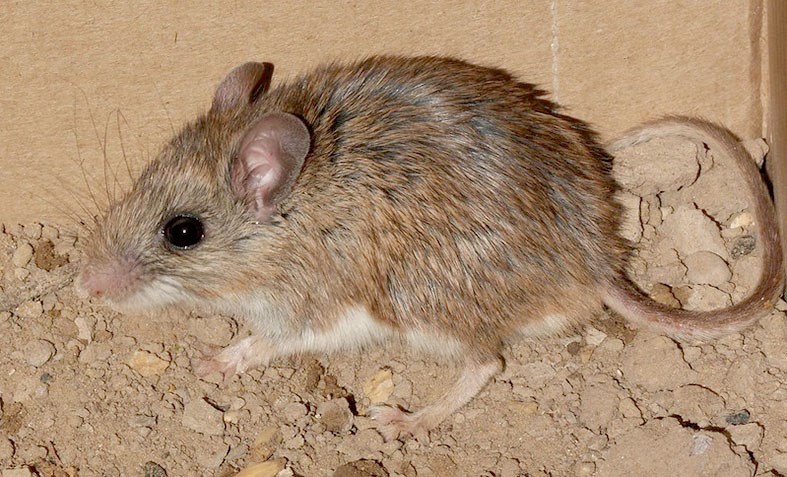 Hvítfótamúsum (l. Peromyscus leucopus) hefur fjölgað í Norður-Ameríku á meðan öðrum spendýrum fækkar. Þær eru geymsluhýslar fyrir Lyme-sjúkdóminn og hefur tilfellum hans fjölgað af þeim sökum. 