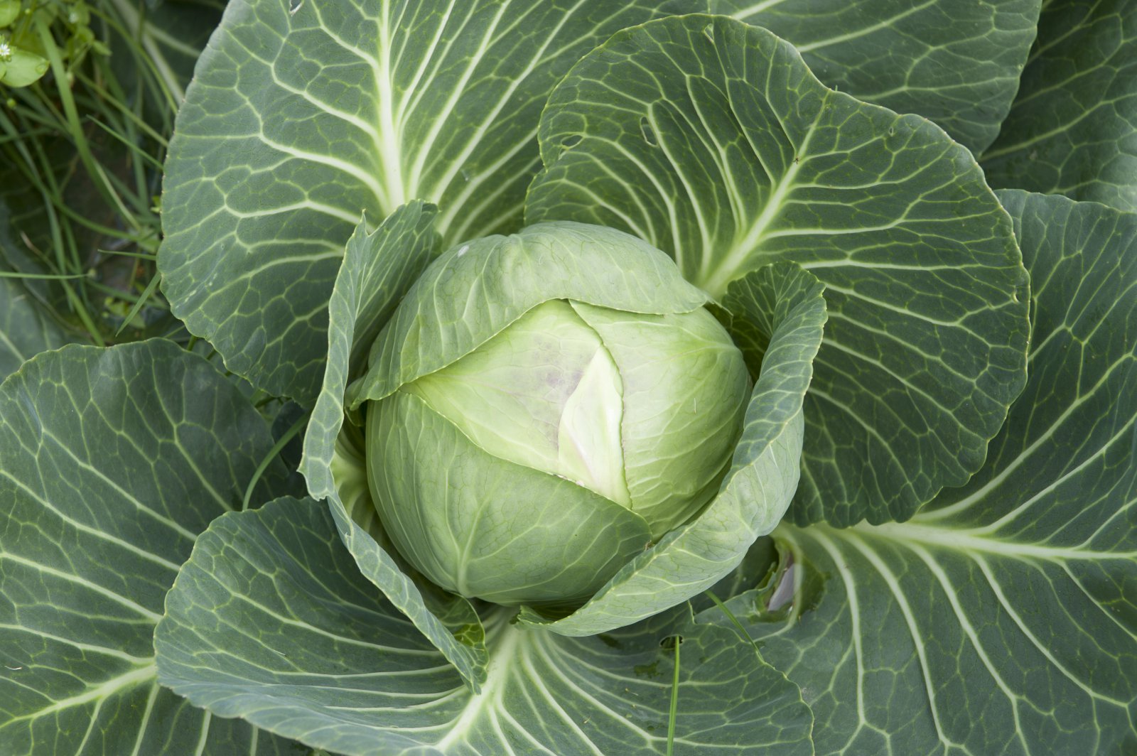 Kál – brakandi og ferskt