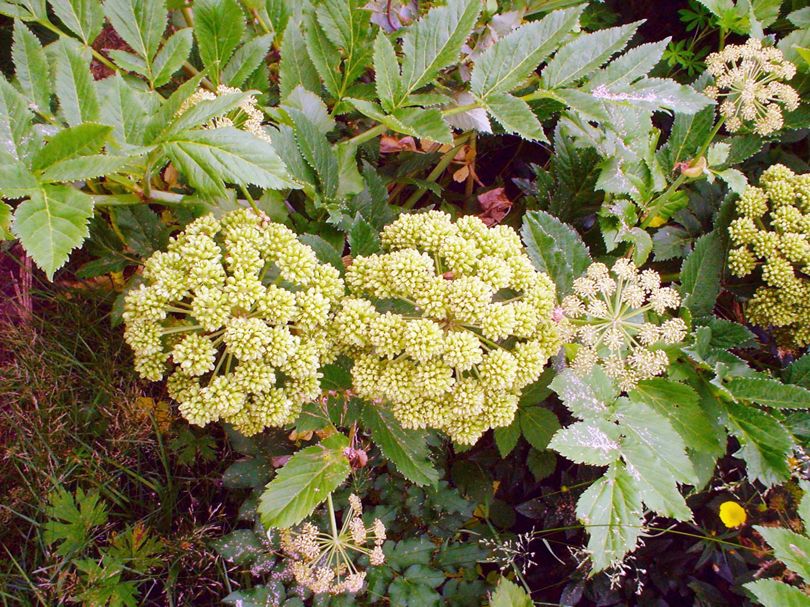 Umhverfisstefna landbúnaðarins