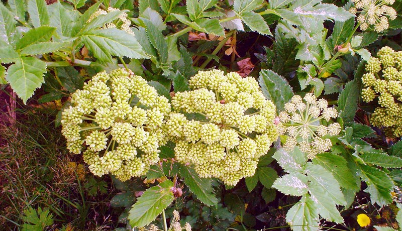 Umhverfisstefna landbúnaðarins