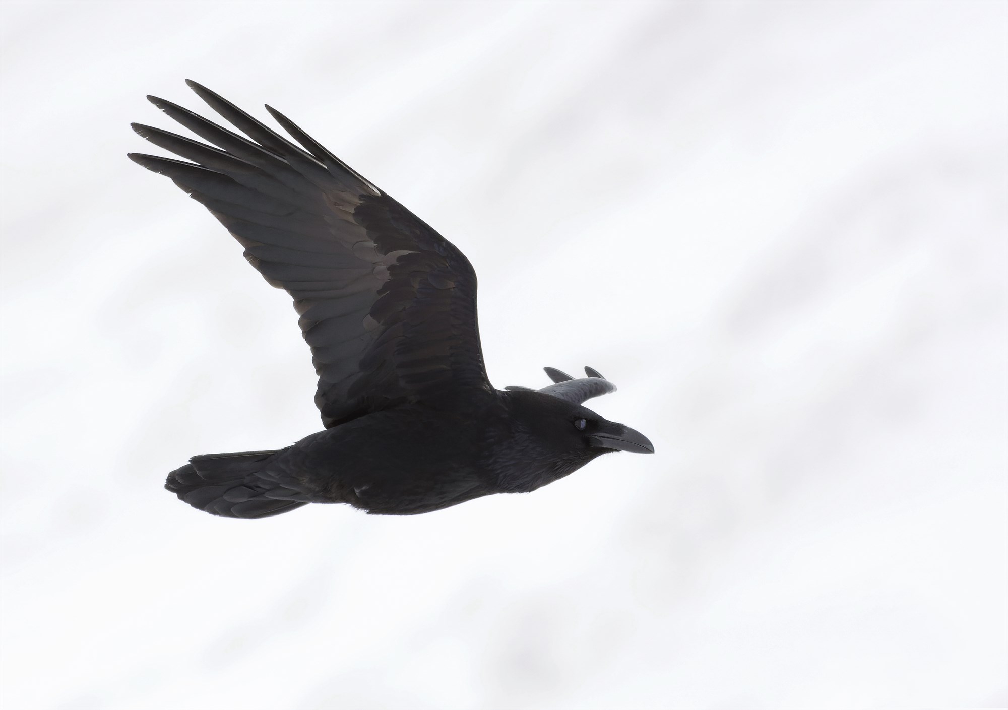 Einstakur karakter og bráðgreindur