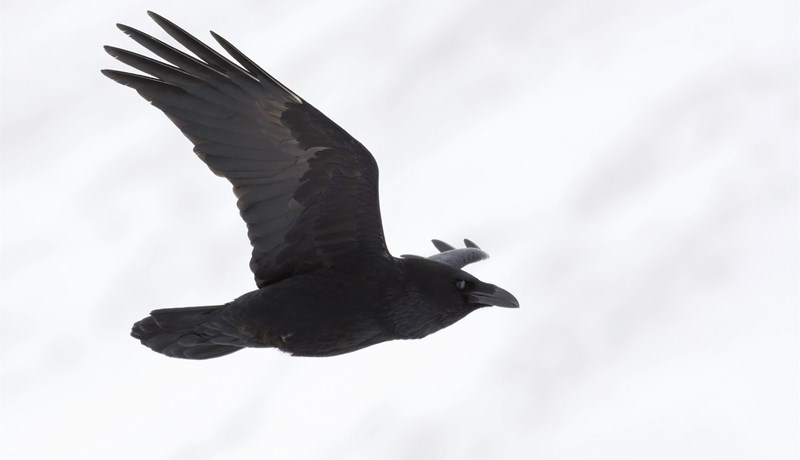 Einstakur karakter og bráðgreindur