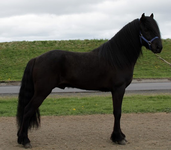 Sköpulagsdómar hrossa – aukinn sveigjanleiki eftir fimm vetra aldur