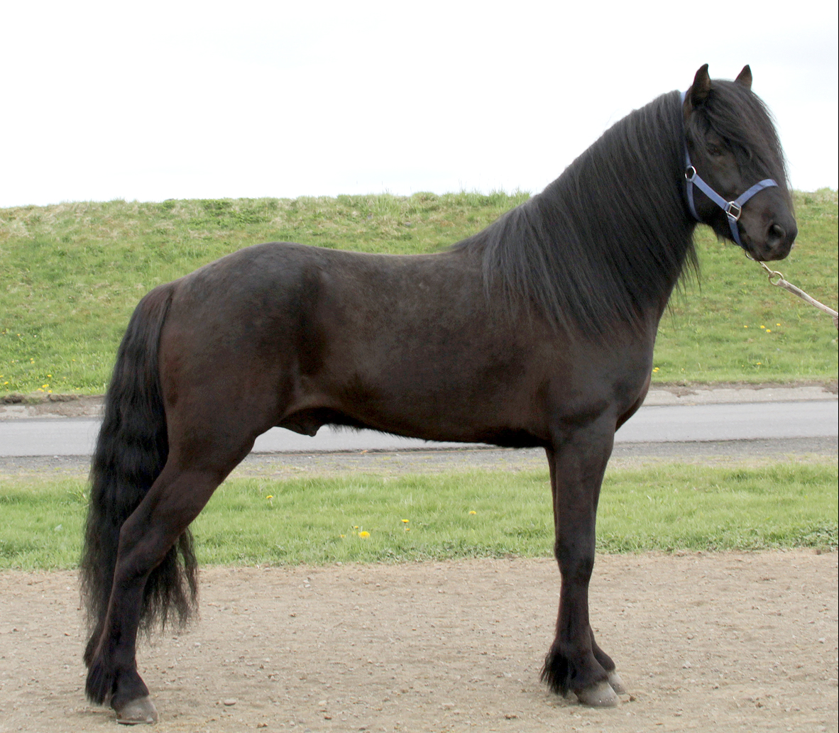 Glæsigripurinn Hylur