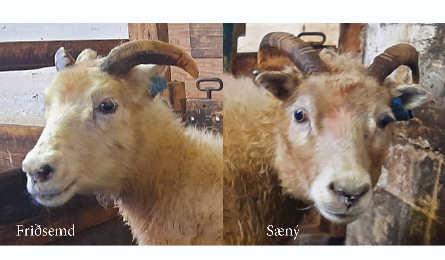 Þrjár ær til viðbótar með ARR arfgerðina í Þernunesi