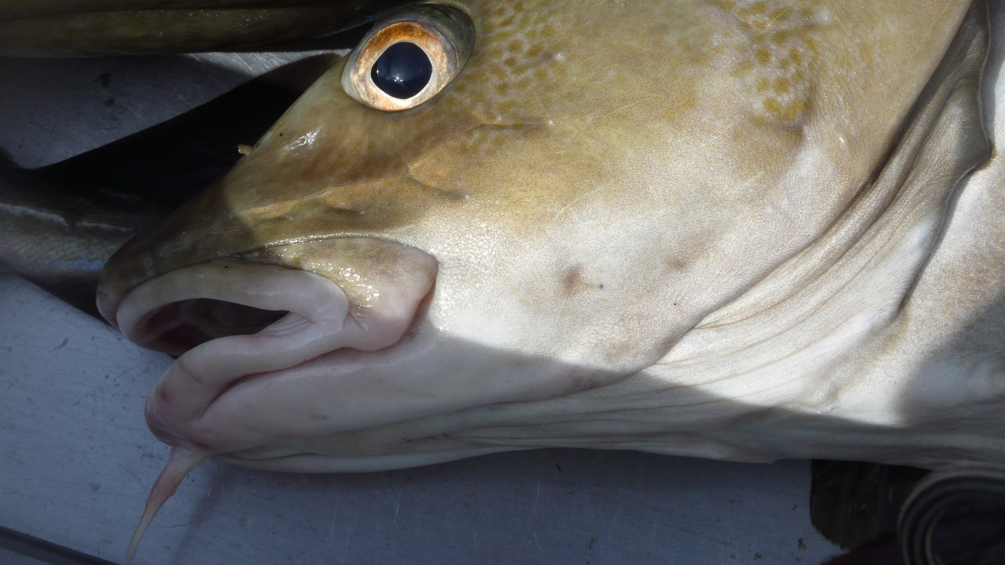 Óttinn við frelsið