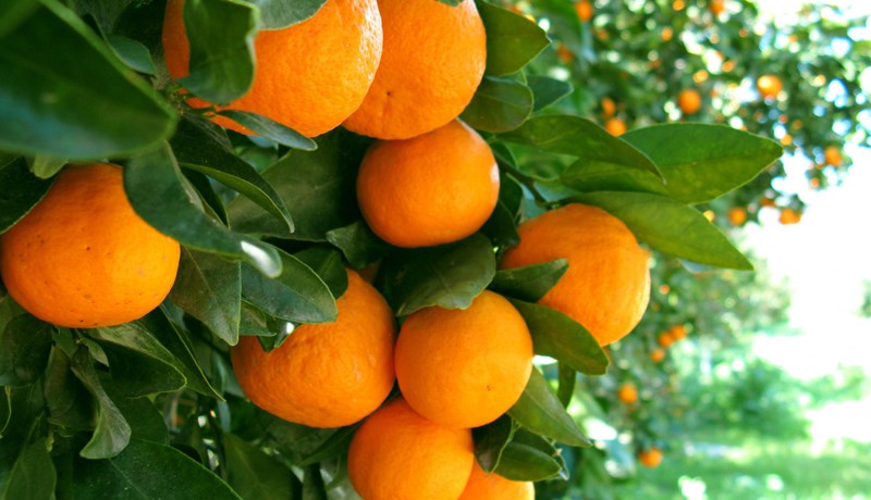 Mandarínur um jólin og annað súrt