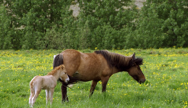Matvælaumræðan og umhverfismálin á oddinum
