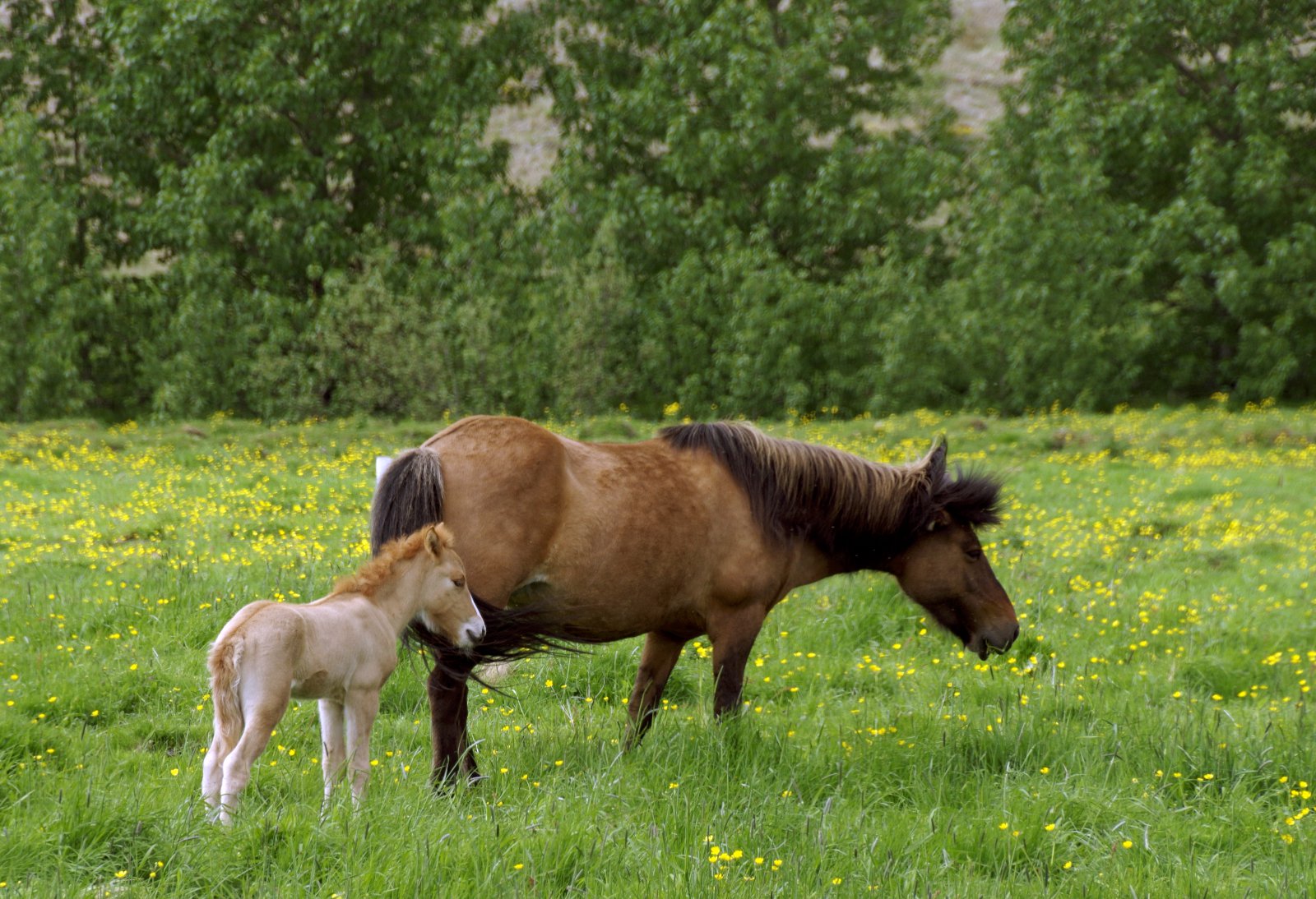 Ferðalag með Feng - 3. hluti