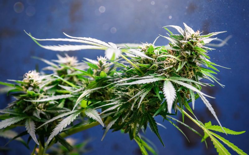 Minnsta ríki BNA leyfir sölu