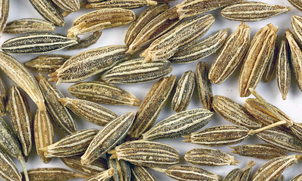 Broddkúmen og höfuðlausnir