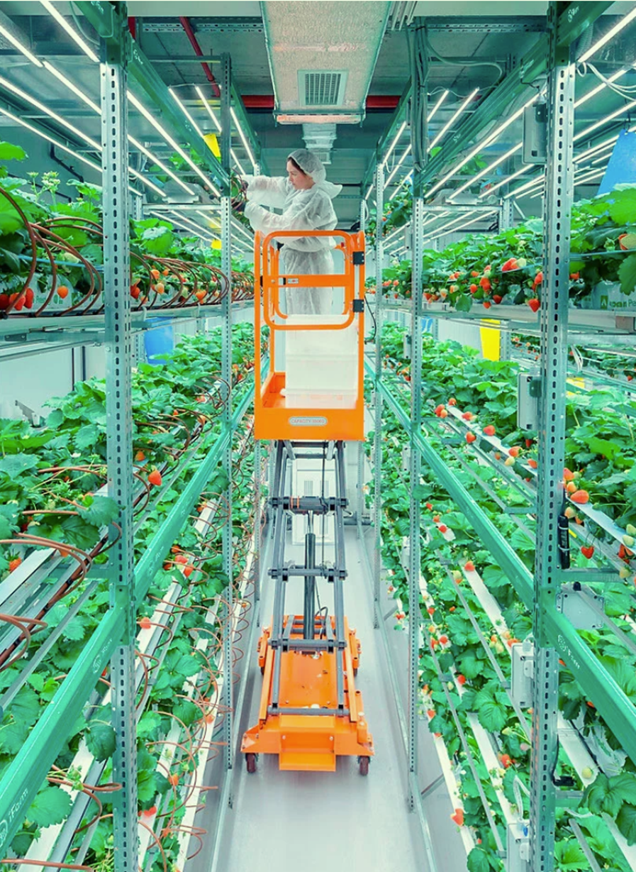 Japanska ræktunarfyrirtækið iFarm Iceland missti alla jarðarberjauppskeru sína í byrjun sumars vegna meindýra og sjúkdóma í innfluttum plöntum. Framvegis verða jarðarberin ræktuð upp af fræi.