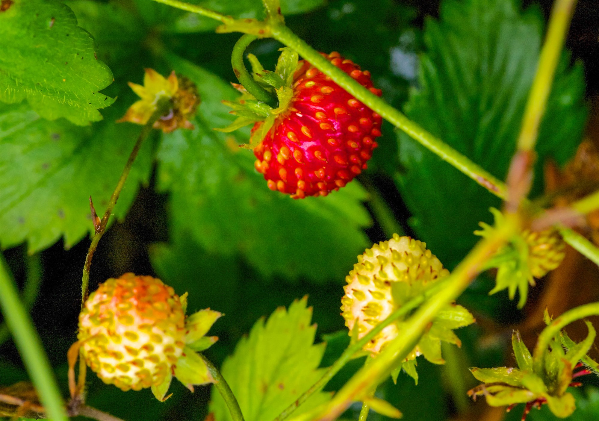 Allir elska jarðarber