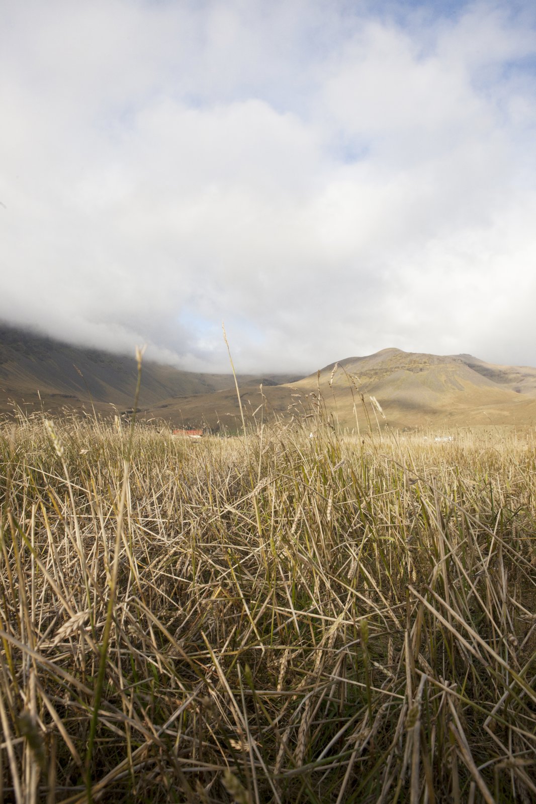 Kornrækt og jarðvinnsla