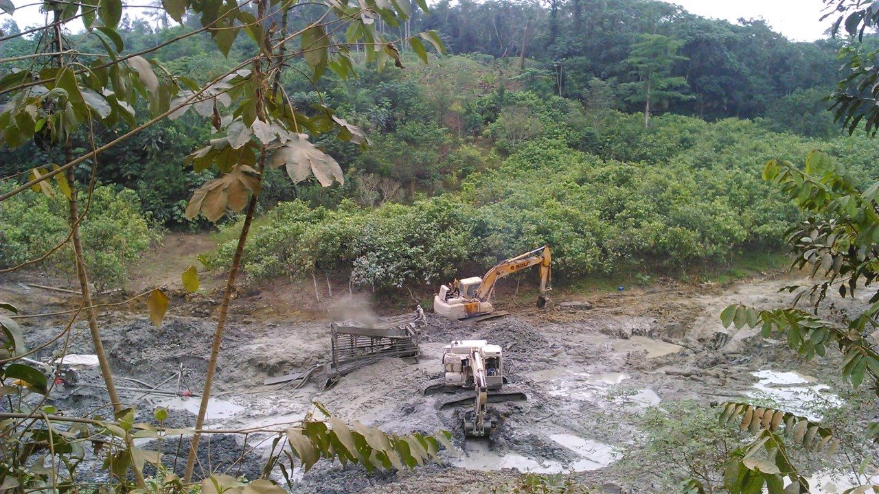 Skógar felldir í þjóðgörðum