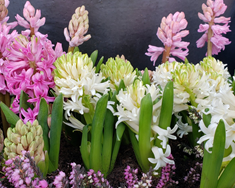 Jólablóm frá íslenskum garðyrkjubændum