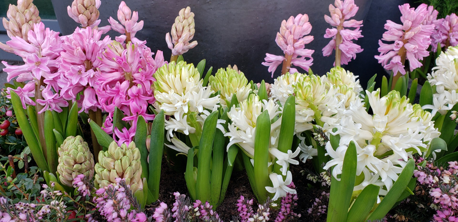 Jólablóm frá íslenskum garðyrkjubændum