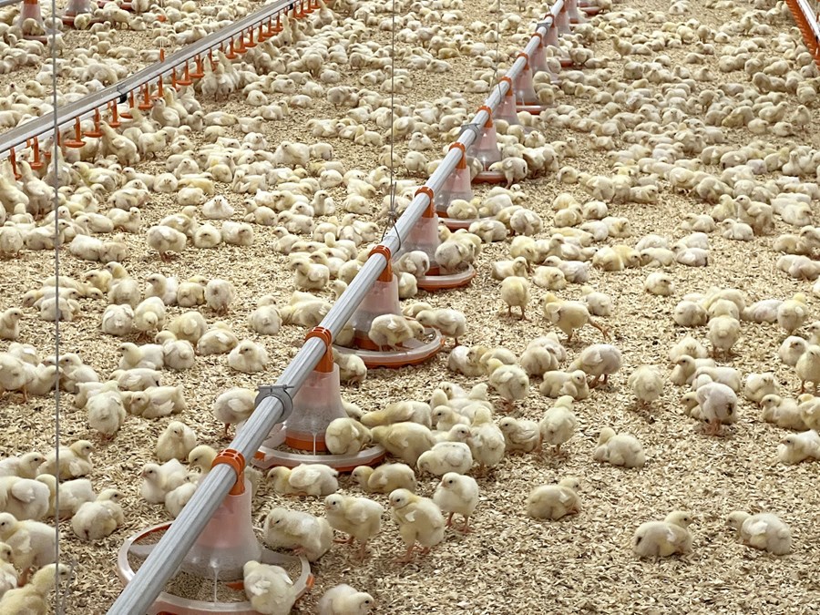 Íslenskar reglugerðir um aðbúnað við alifuglarækt eru sniðnar eftir evrópskri fyrirmynd. Kröfur um hámarksþéttleika eru þó umtalsvert lægri hérlendis.