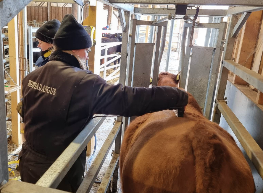 Ráðunautar læra búfjárdóma og ómmælingar holdagripa í Noregi