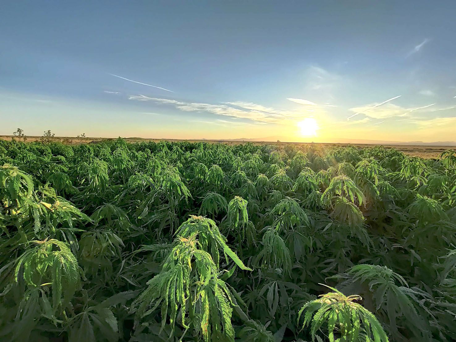 Hamprækt á Íslandi?