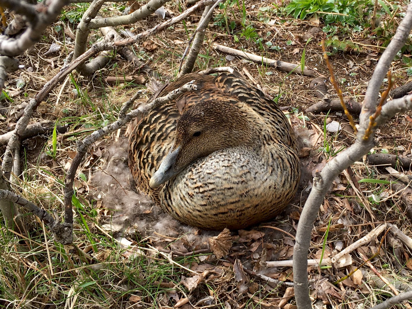 Japansmarkaður kortlagður